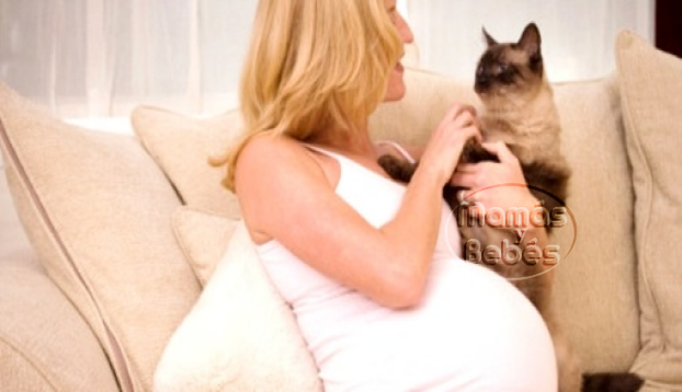 toxoplasmosis, gatos y embarazo